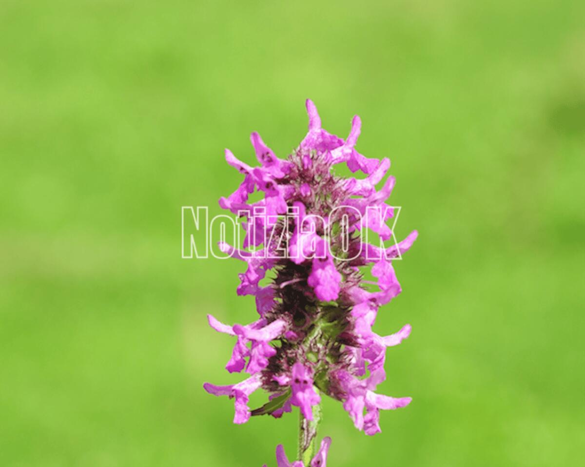 Lifestyle / La betonica il fiore che cura e commuove - 