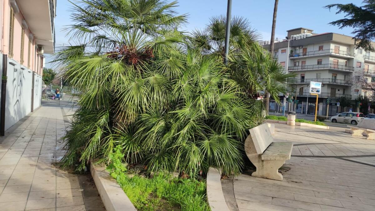 Crotone - Quartieri: lungo Corso Mazzini panchine inglobate nel verde - 
