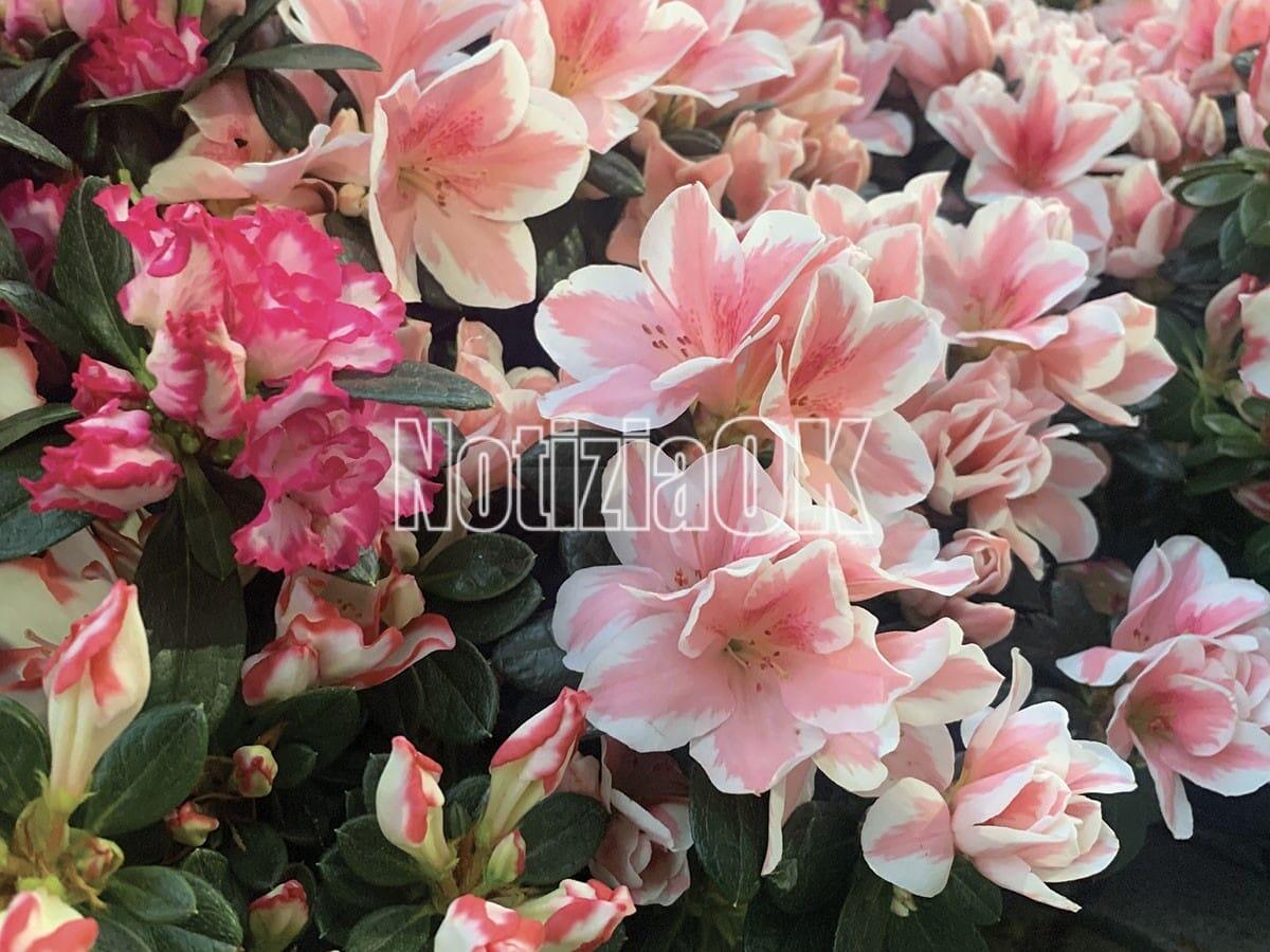 In attesa dell'equinozio, un anticipo di primavera - 