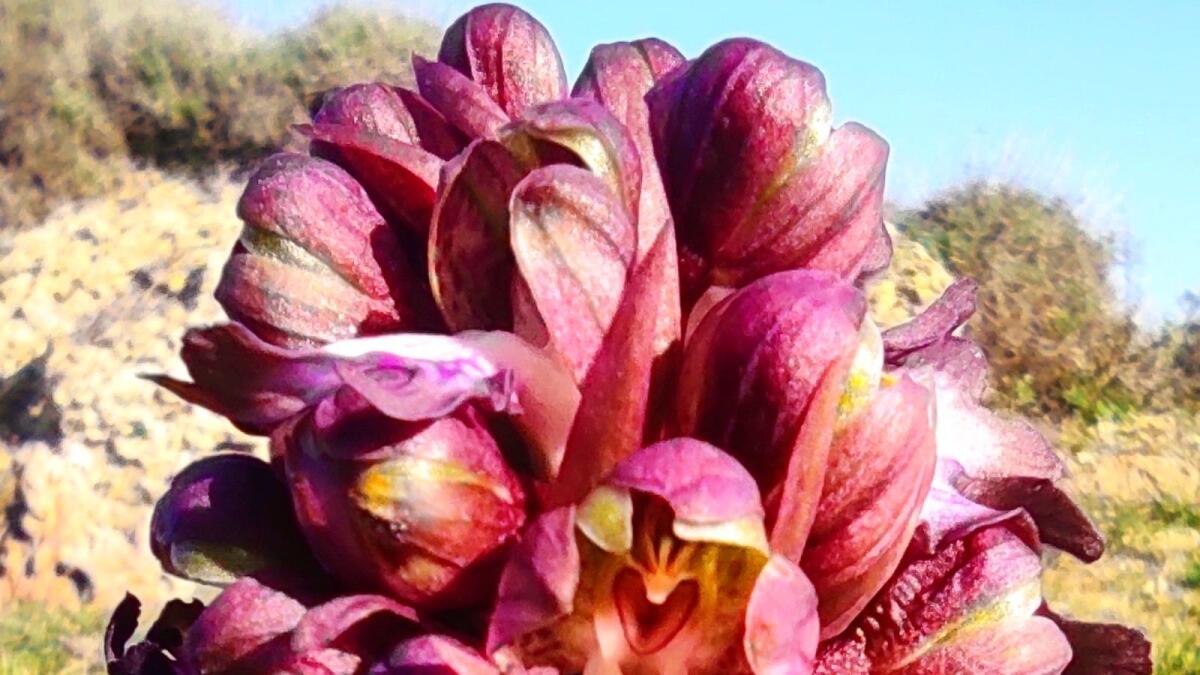 Capo Colonna, scoperti rari esemplari di orchidee spontanee - 