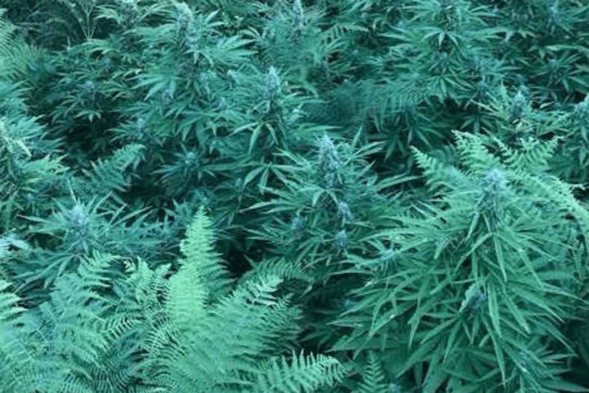Scoperta piantagione di cannabis in Calabria: due arresti - 