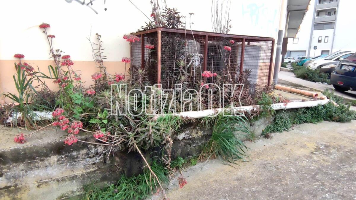 Crotone - Quartieri: via Tommaso Campanella, benvenuti nella jungla - 