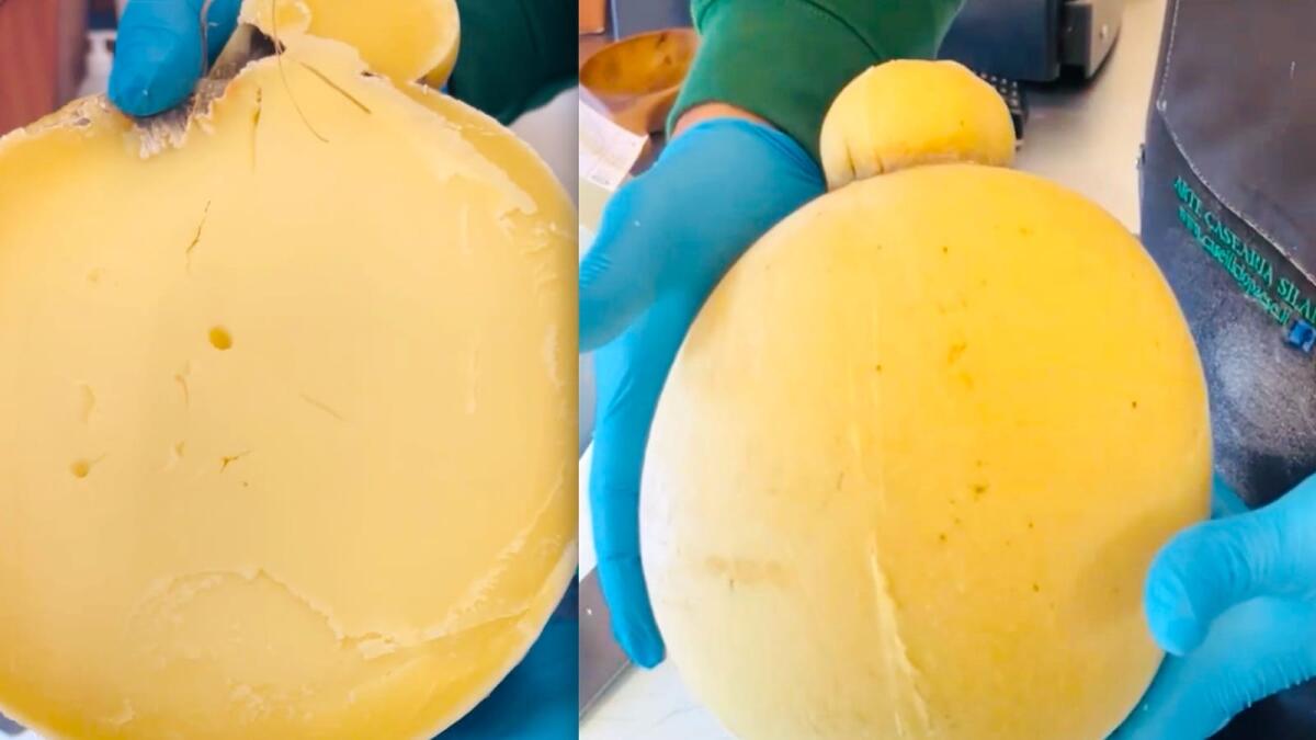 Un morso al sapore - Sua maestà il CacioProvolone - 