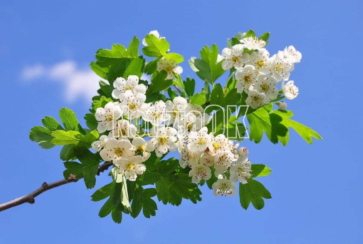 Lifestyle / Dite stop al batticuore con il biancopsino - Hawthorn (Crataegus)