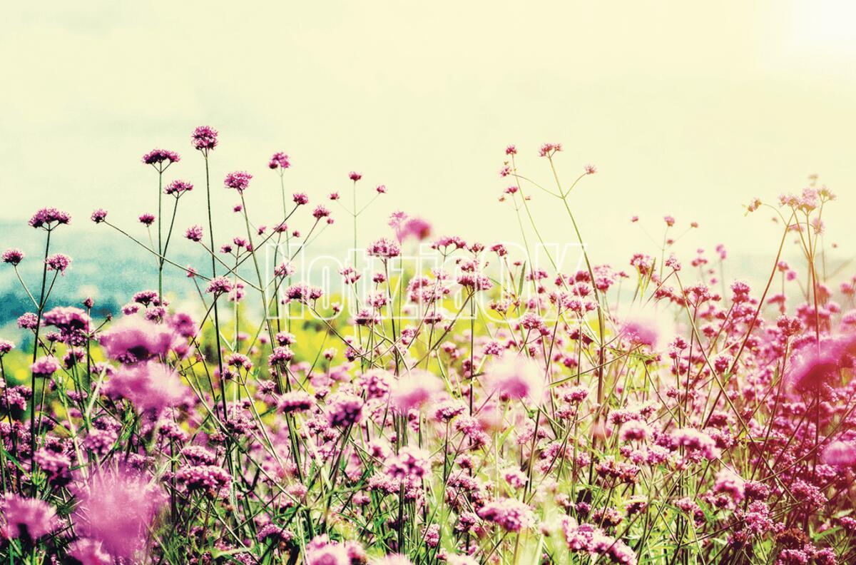 Lifestyle / La verbena simbolo di rettitudine e purezza - 