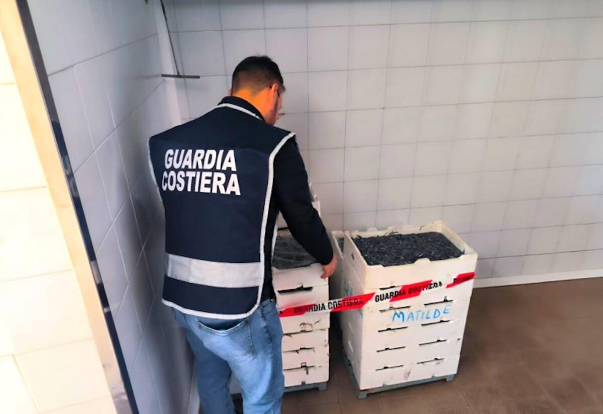 Ennesimo sequestro di "Bianchetto" nel crotonese: sanzioni della Capitaneria di Porto - 
