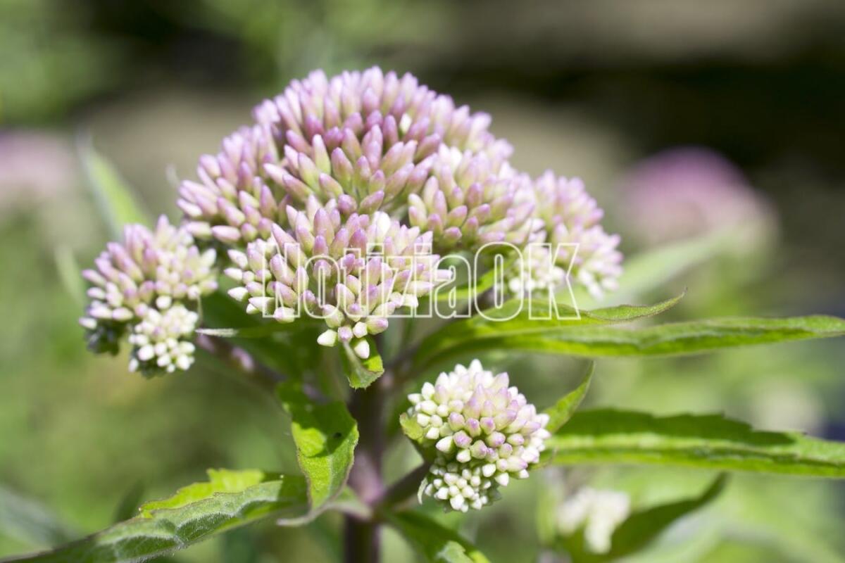 Lifestyle / L'erba di valeriana ogni mal resana - Valerian in bloom in Leidschendam, Netherlands.