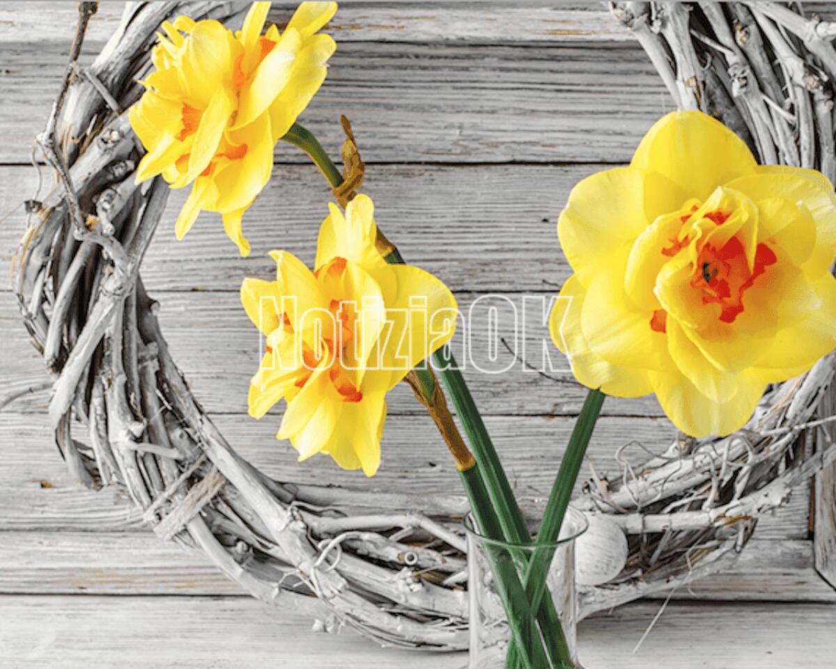Lifestyle / Il narciso, il fiore che si trasforma in un potente sonnifero - 