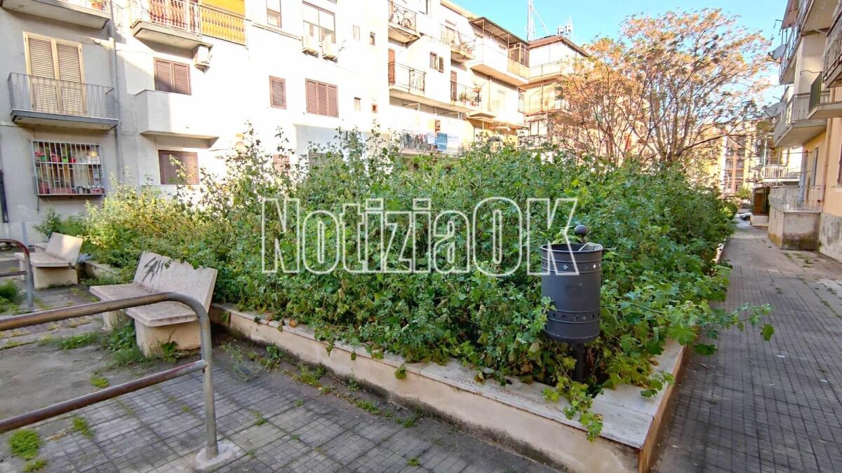 Crotone - Quartieri: la "selva oscura" di Dante riproposta in via San Francesco - 
