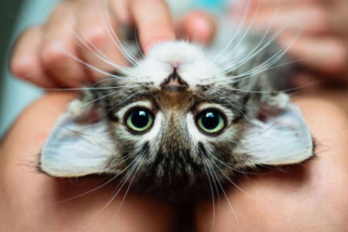 Comunicare con i gatti? Con loro meglio a gesti che a parole - 