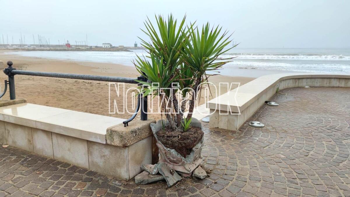 Nei quartieri di Crotone: lungomare, la tristezza racchiusa in una pianta - 