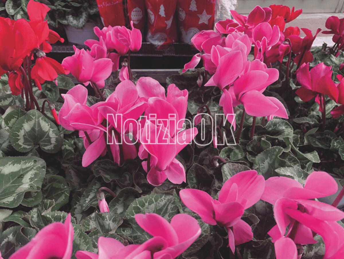 Festa della Mamma: fiori in regalo da 2 italiani su 3 - 