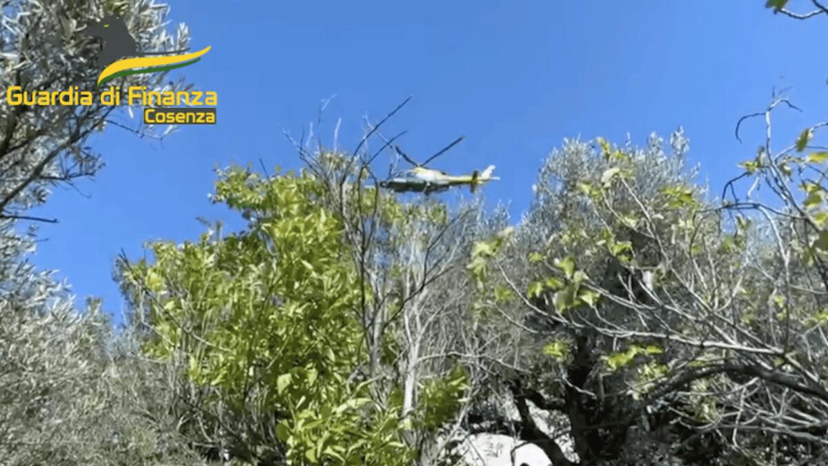 Guardia di Finanza, eseguite in Calabria 4 misure cautelari per coltivazione di sostanze stupefacenti - 