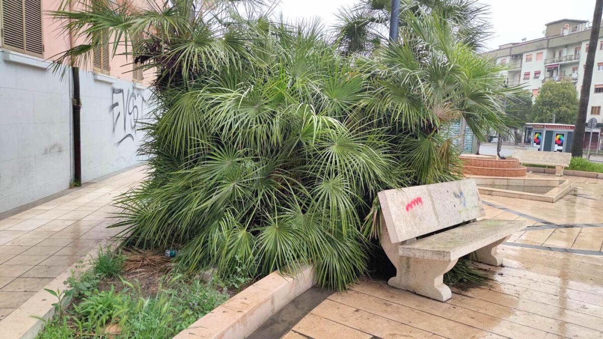 Nei quartieri di Crotone: panchine naturalistiche con vista su Corso Mazzini - 