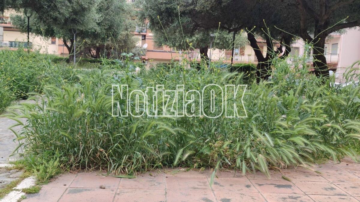 (Foto) Crotone, una città spesso senz'acqua ma sempre più verde - 
