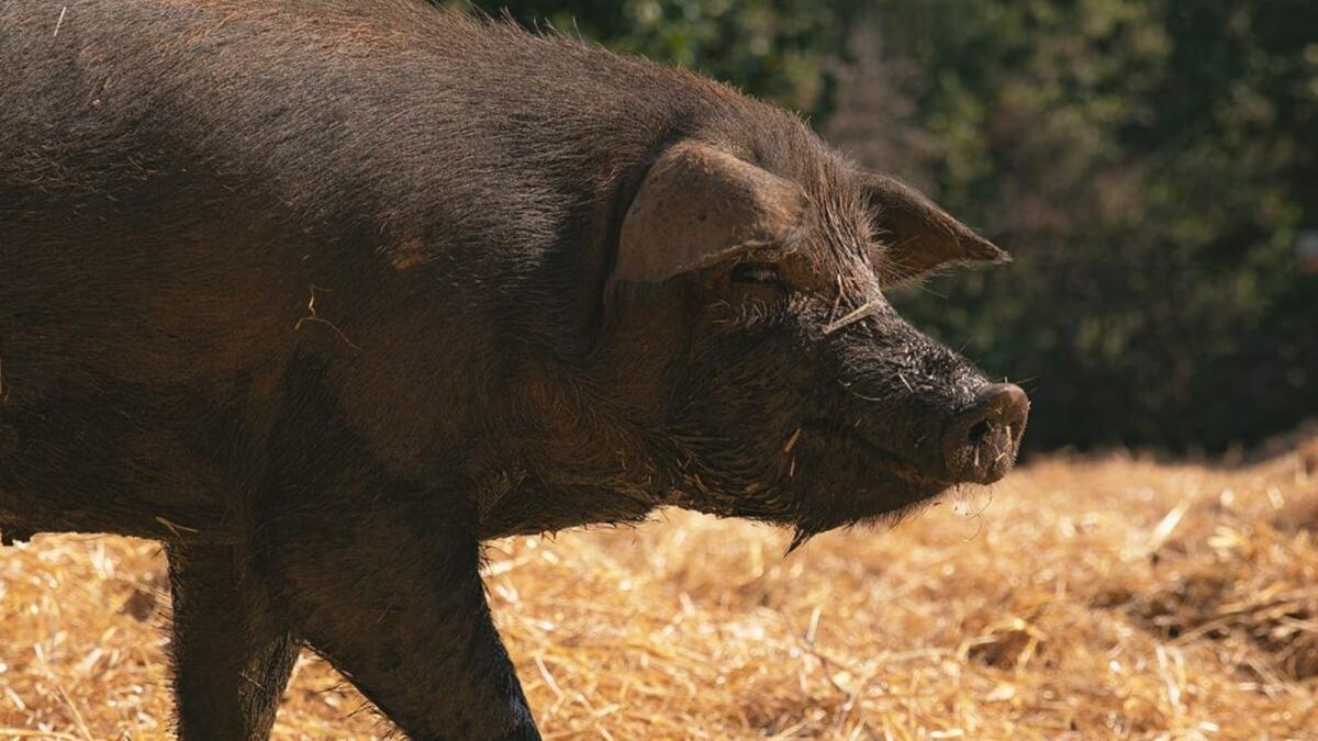 Calabria, il suino nero locale protagonista a Tutto Food - 