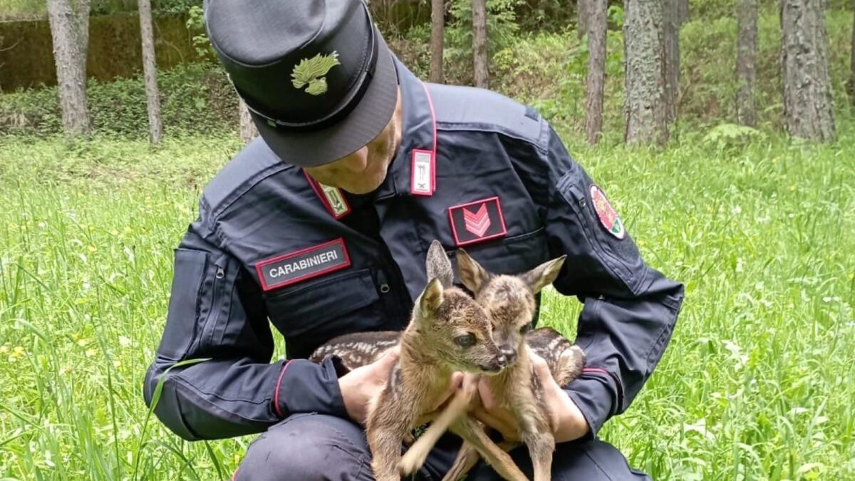 Salvati cuccioli di capriolo, rischiavano l'abbandono della madre - 