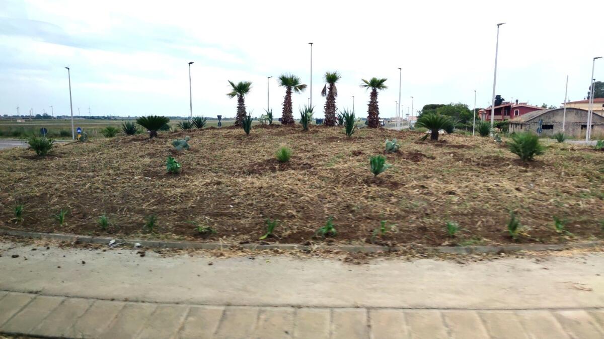 Crotone, aeroporto ripulito: piantumate piante grasse e palme sulle rotatorie - 