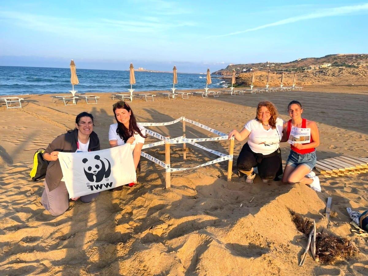 Primo nido di tartaruga marina in Calabria: WWF a lavoro - 