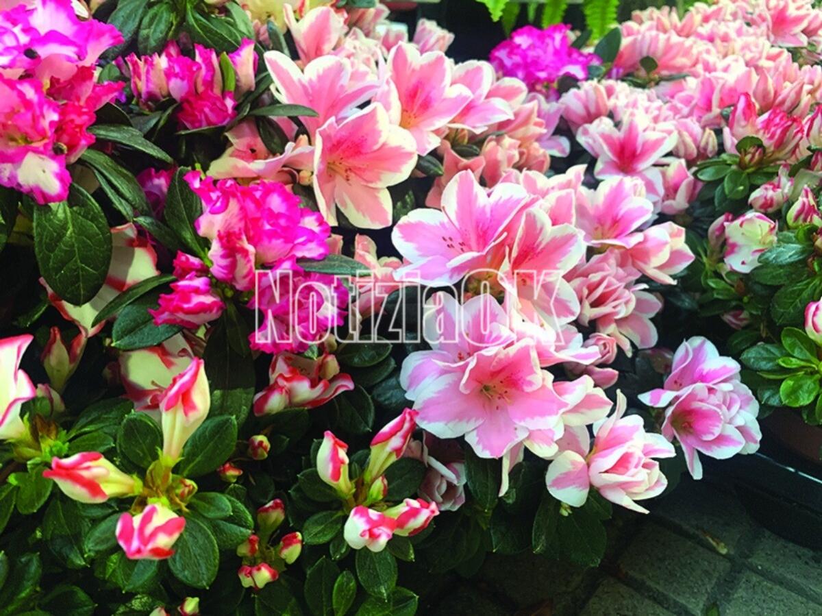 Lifestyle / L'azalea, simbolo di temperanza e dell'amore casto - 