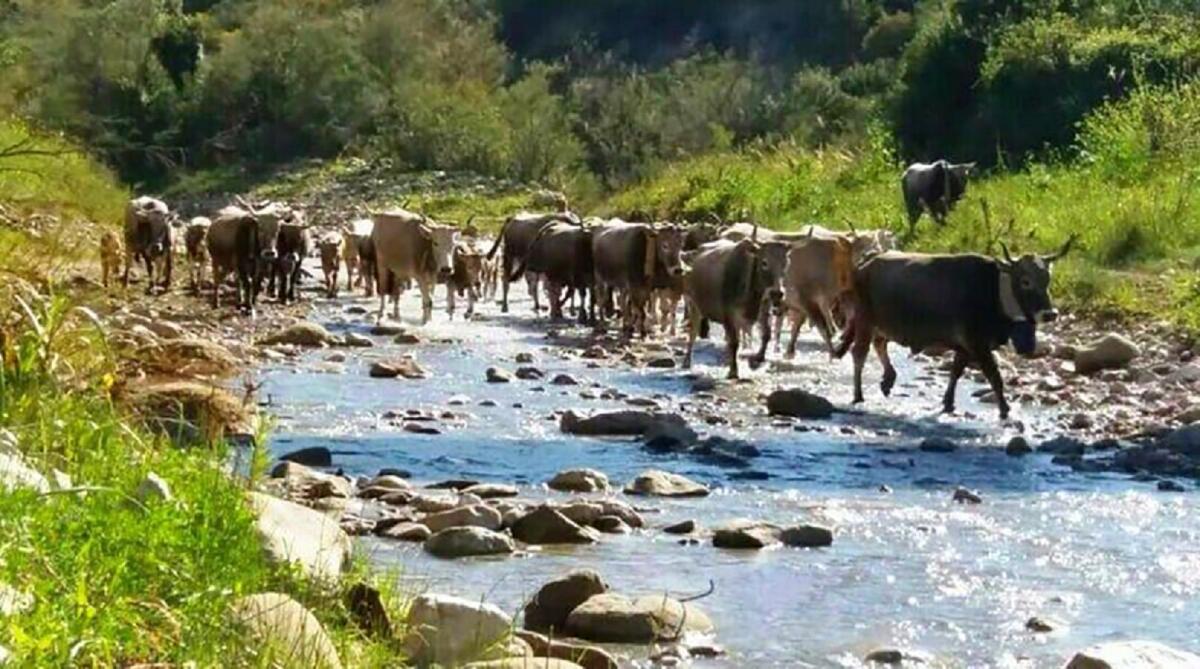 Transumanza: si potrà effettuare in Calabria entro tre mesi dai controlli degli animali - 