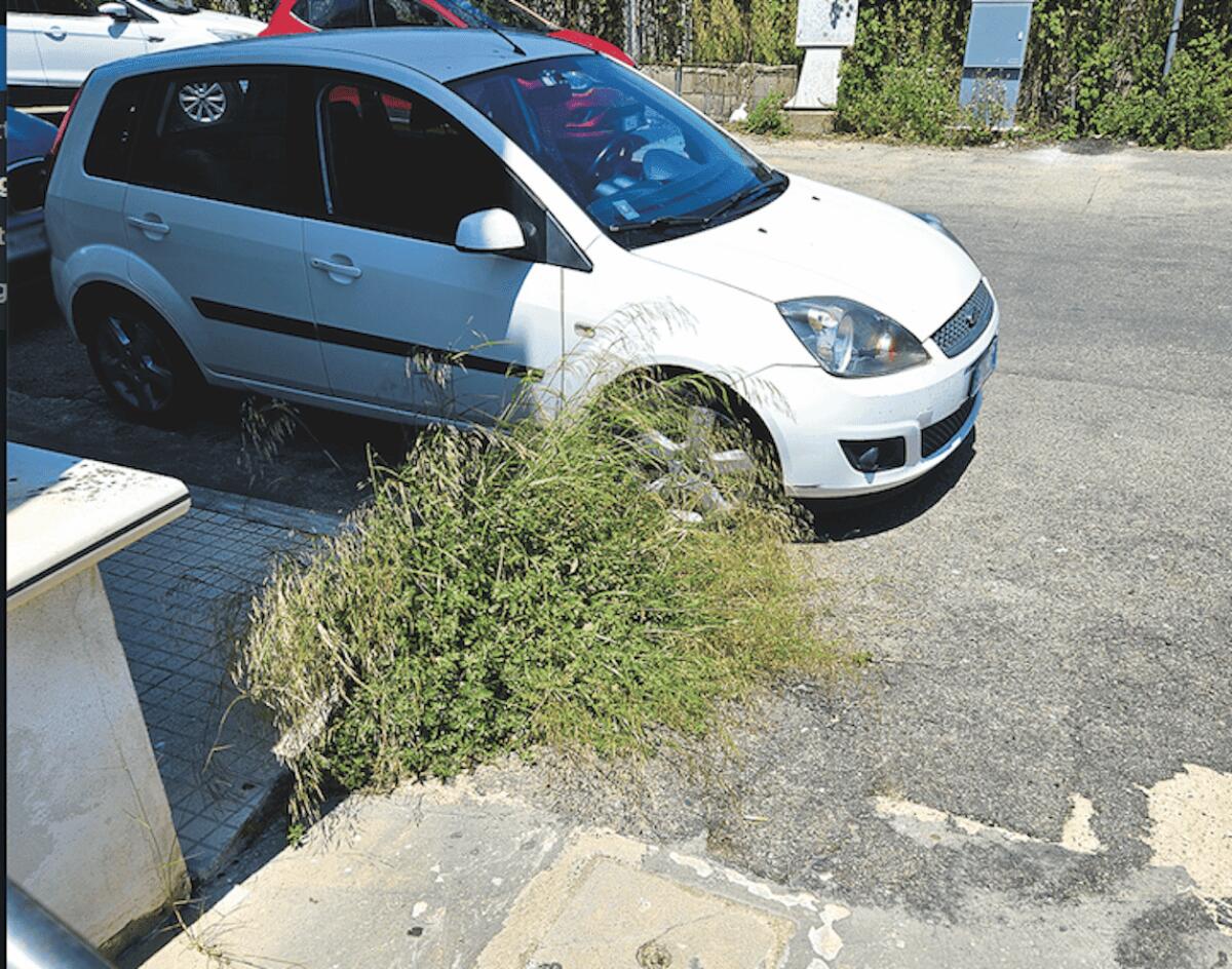 Nei quartieri di Crotone: marciapiedi "fioriti" anche in periferia -