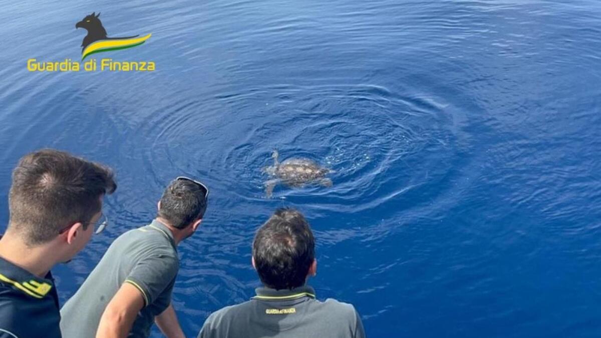 Calabria - Restituita alla libertà una caretta caretta - 