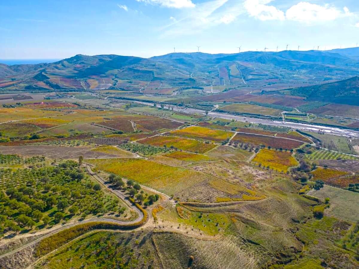 Malattie funginee: Melissa richiede lo stato di calamità naturale: - 