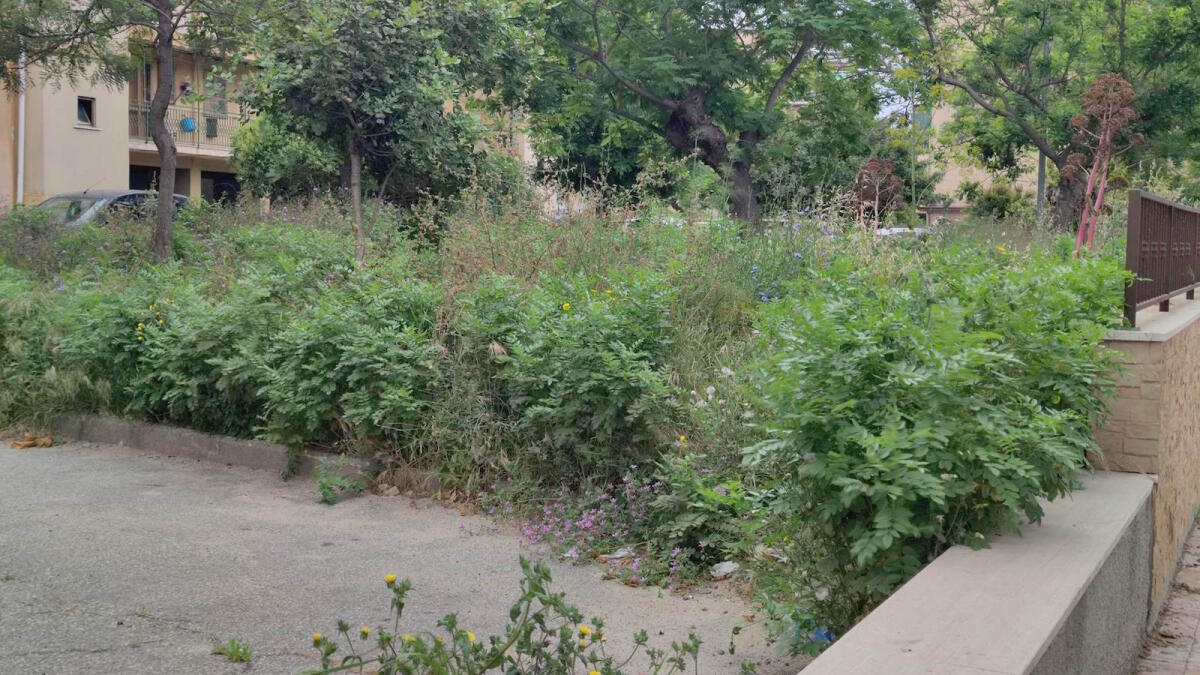 Nei quartieri di Crotone: a Fondo Gesù come in un bosco - 