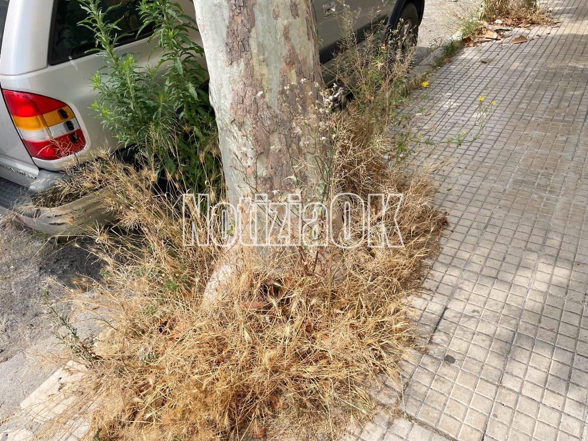 Crotone - È estate e l’erba cresce…sui marciapiedi - 