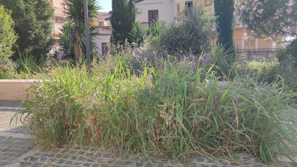 Crotone, verde pubblico: saranno condotte attività di disinfestazione - 