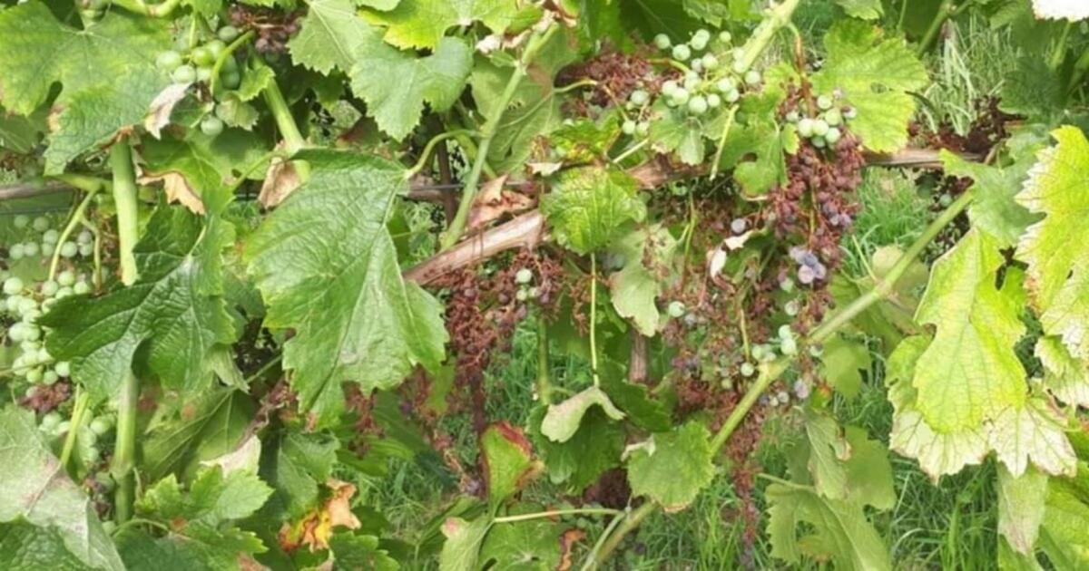 Cirò, danni da peronospora: chiesto lo stato di calamità naturale - 