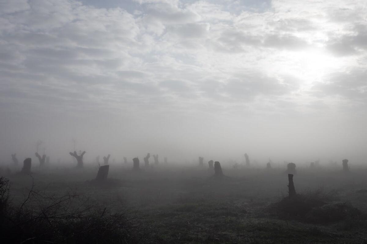 "Fotografia Calabria Festival", l'elenco dei vincitori del Concorso - A field of felled olive trees. The presence of the bacterium Xylella has often given the landscape a ghostly appearance. The immobile trunks remain standing like tombstones in memory of the past. Casarano, Southern Salento, December 19, 2020.