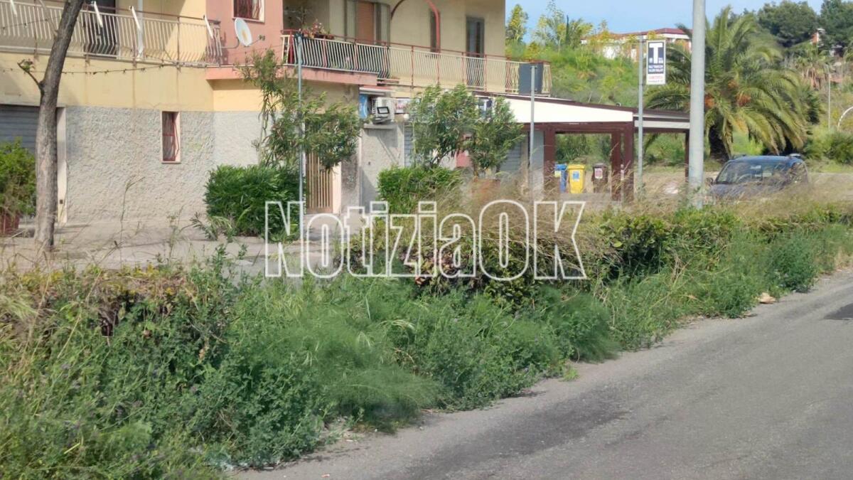 Nei quartieri di Crotone: strade verdi, che più verde non si può - 