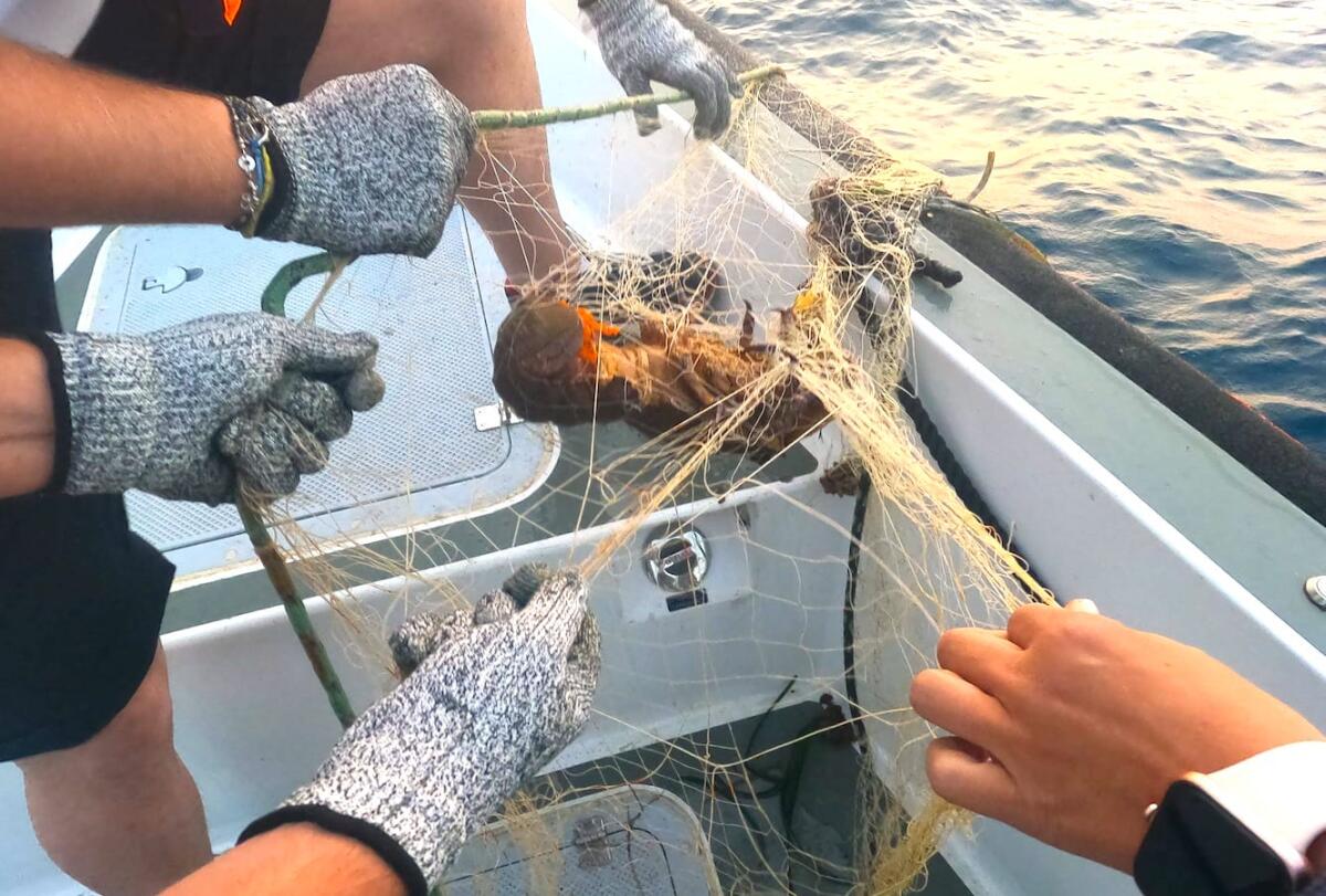 Sequestri da parte della Guardia Costiera e sanzioni per pesca abusiva - 