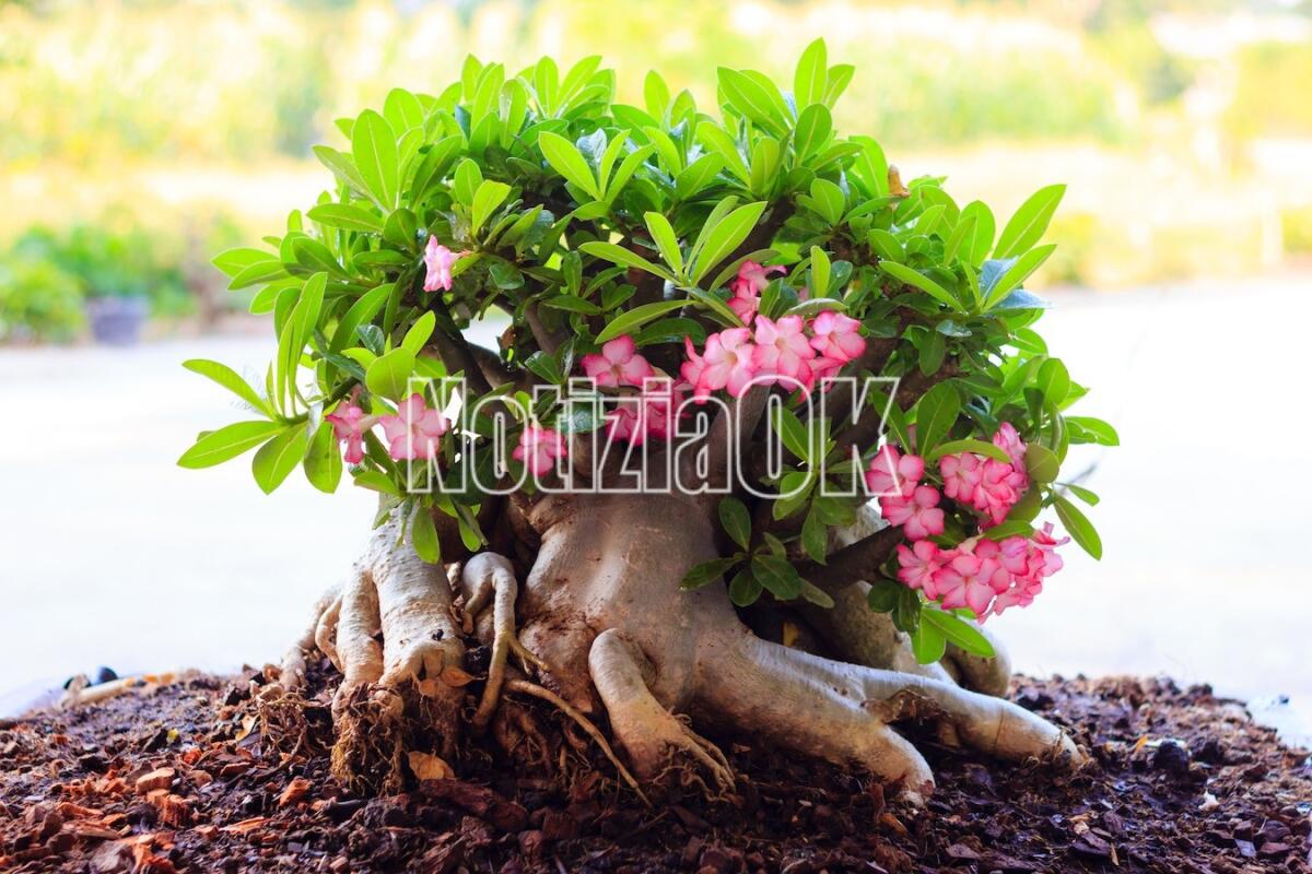 Petilia Policastro, esposizione di Bonsai al Convento della Santa Spina - 
