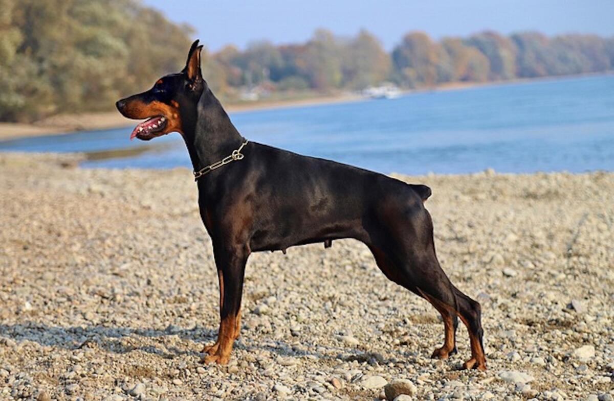 Doctor dog: come i nostri amici cani possono aiutarci a rilevare Covid e altre malattie - 