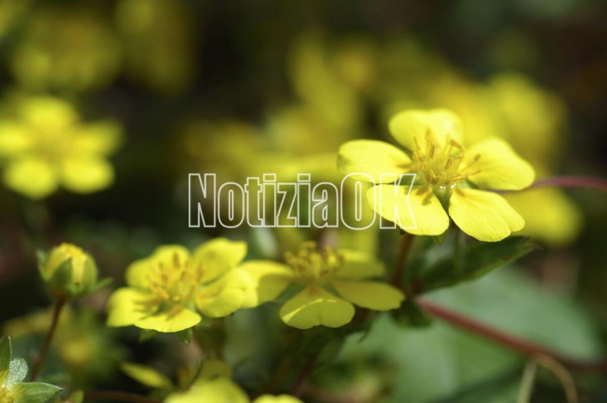 Lifestyle / La pianta coi colori dell'estate che simboleggia il sarcasmo - 