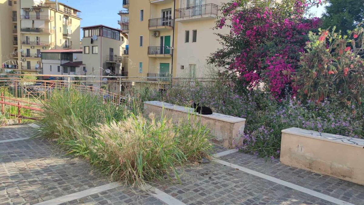 (Foto) Nei quartieri di Crotone: in città c'è un bosco a due passi dalla storia - 