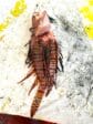 Il Pesce Scorpione