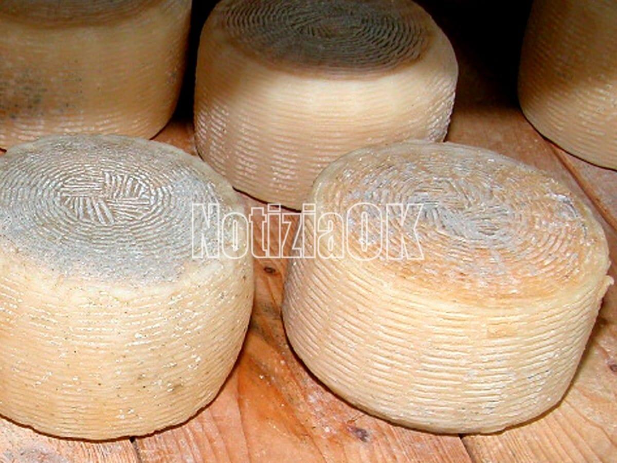 Pecorino Crotonese Dop, scorte per l’inverno per garantire la stagionalità -