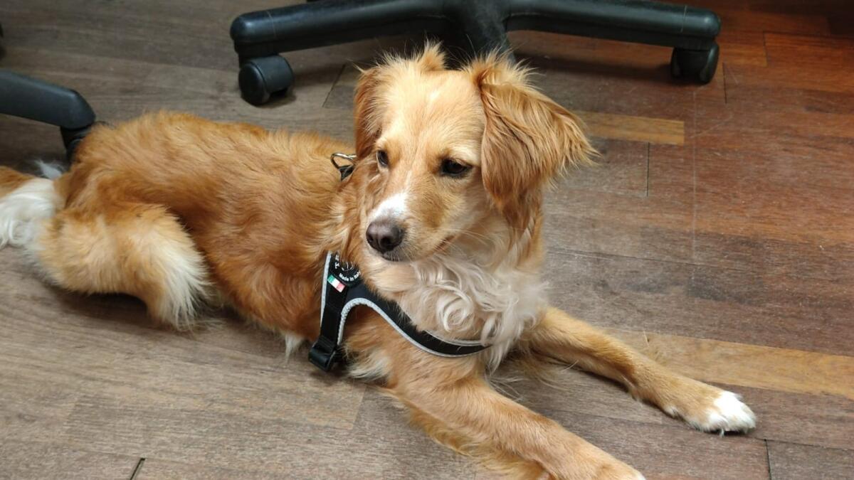 Caldo e animali, tutti i consigli per proteggerli - 