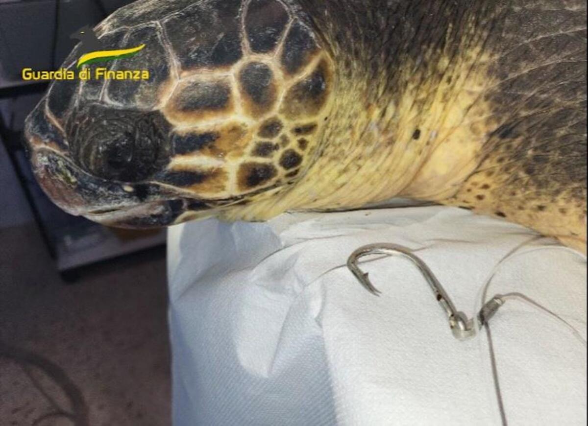 Una storia a lieto fine: la tartaruga "Venus" ritorna nella sua casa - 