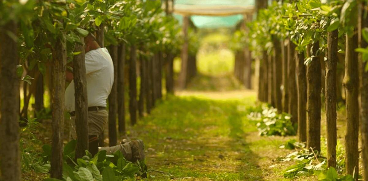 In Calabria al via le riprese del film documentario "Haddar - ll frutto di Dio" - 