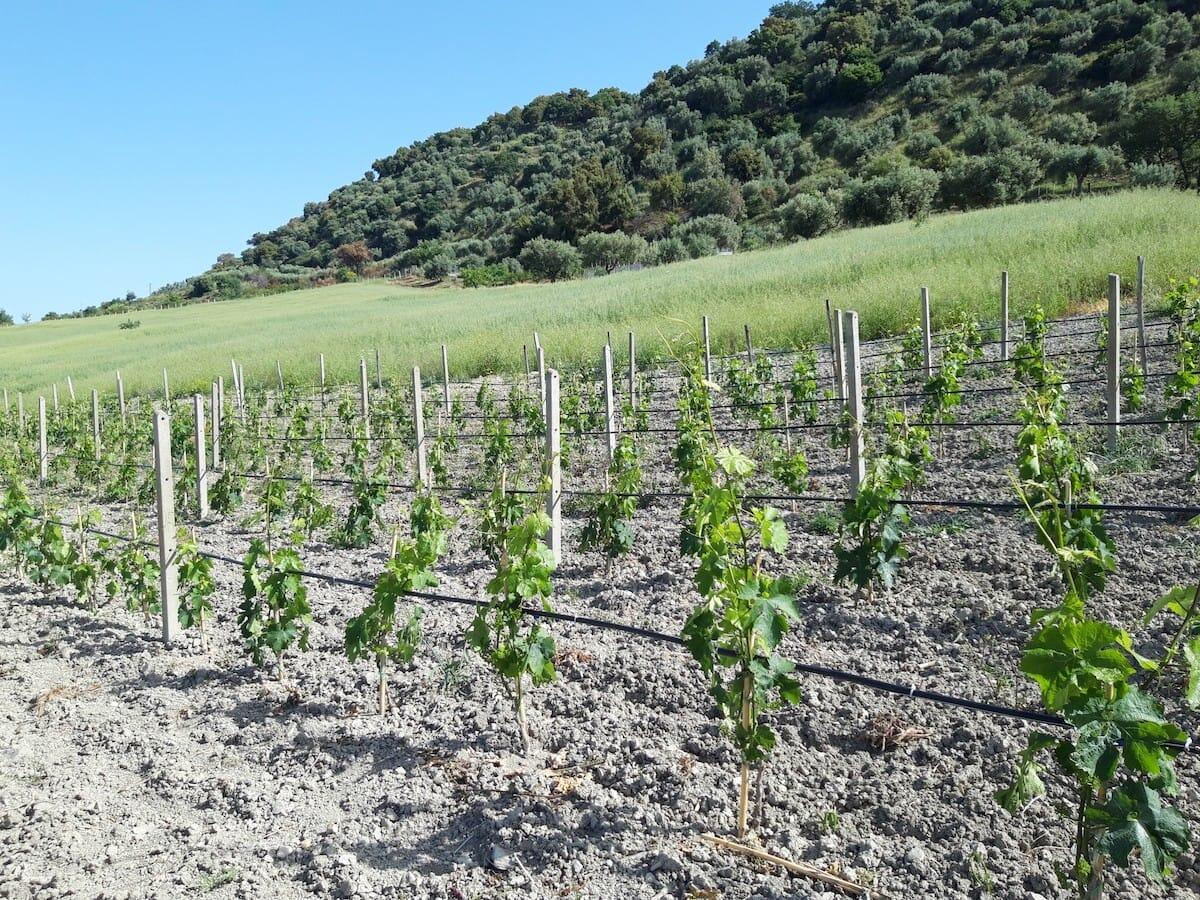 Si ritorna alle vigne "Aminee" con il progetto "Il Giardino dei Vitigni" - 