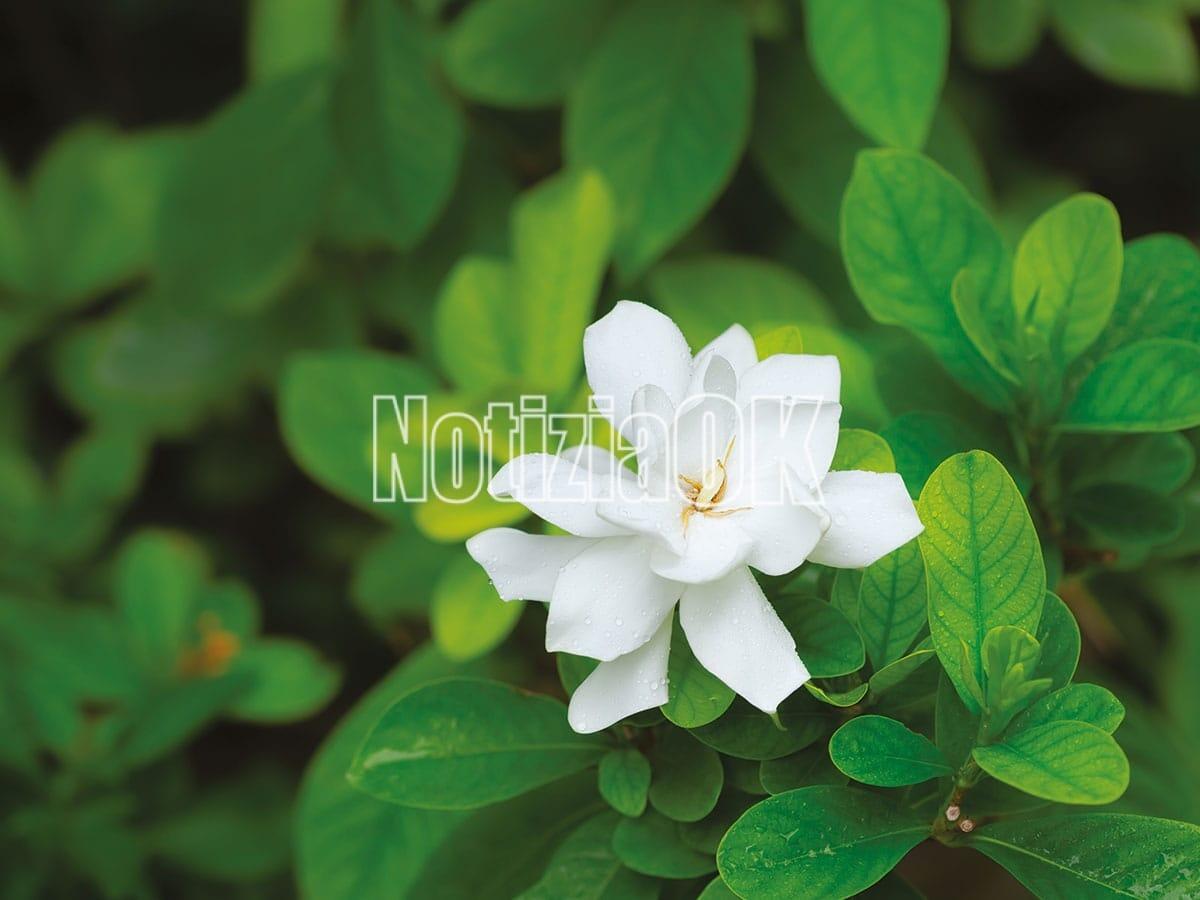 Lifestyle - La Gardenia la pianta che simboleggia la precarietà della bellezza - 