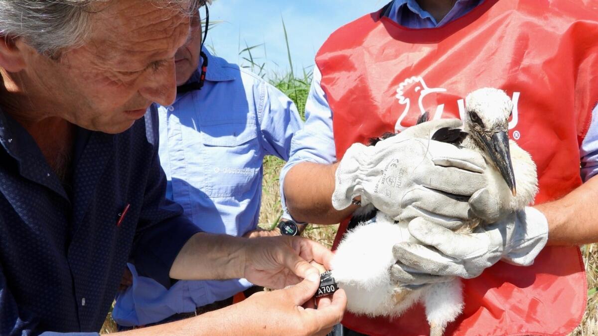 Calabria - Le cicogne bianche pronte a spiccare il primo volo - 