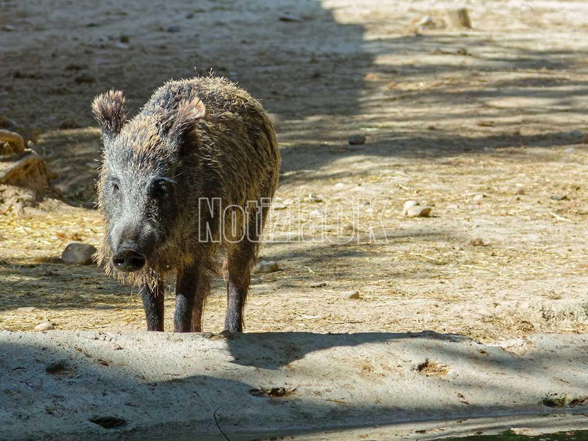 Il caldo brucia frutta e verdura nel crotonese, e i cinghiali si divertono - 