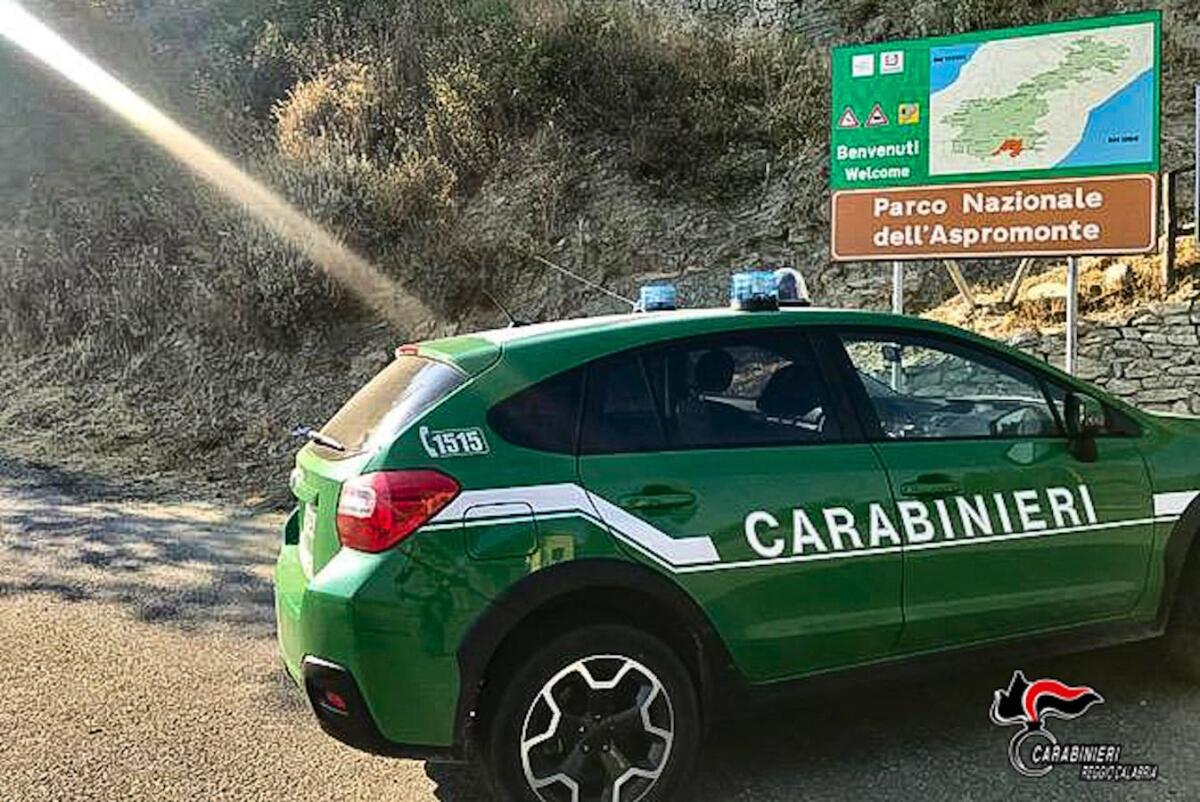 Calabria, caccia illegale di esemplari di Ghiro: deferiti due soggetti - 