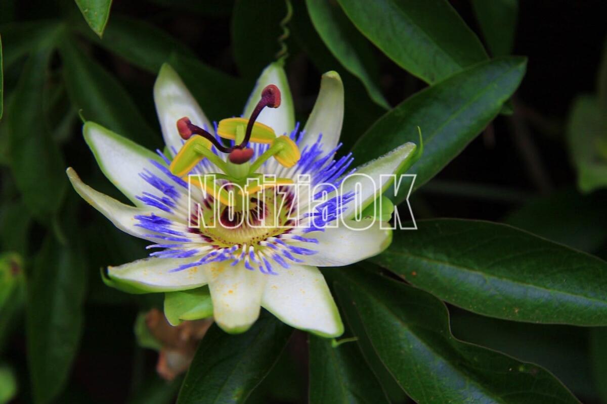 Lifestyle / La Passiflora, fiore simbolo della Passione di Cristo - Passion flower blooming in tropical garden closeup. Passiflora blossoming outdoors
